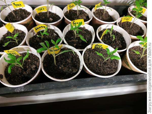 Томаты первыми пикировала, фотографировала сегодня 19.03.19. В начале апреля пересажу ее в литровые горшки.