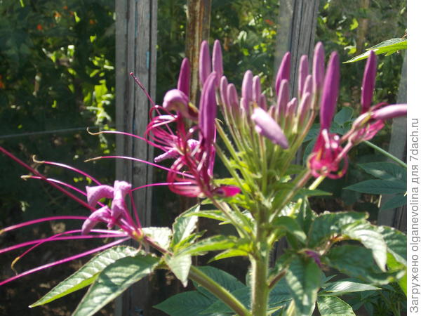 Клеома зацветает в конце июля.