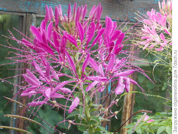 После дождя!