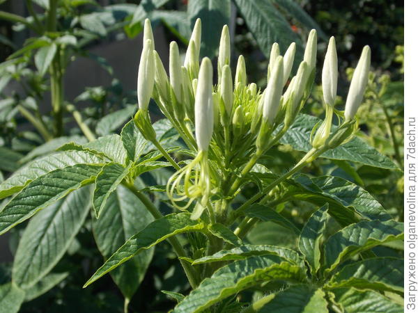 Фотография 27.07.2018.