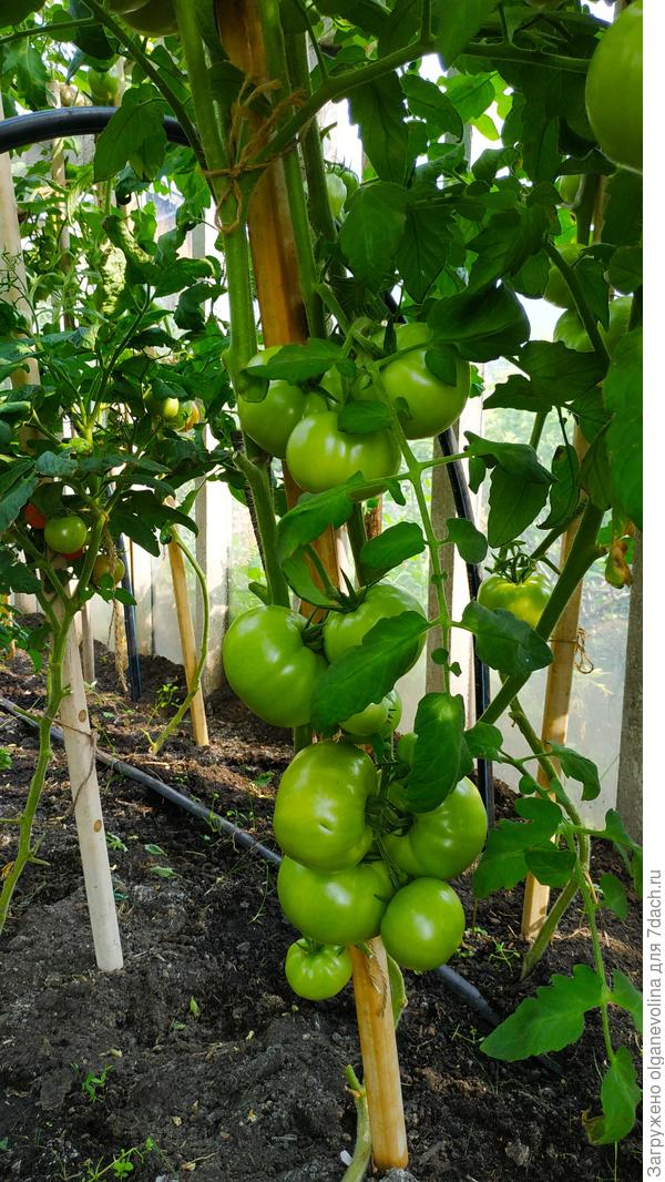 Красным красно от Уральского дачника. Каждый год выращиваю. Ни разу не подводил.Очень урожайный и вкусный.