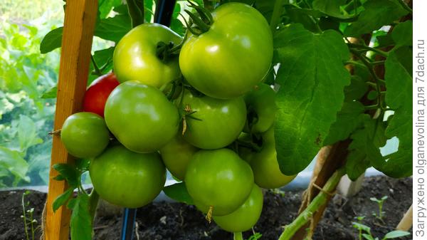 Оля F1 от агрофирмы Ильинична. Посеяла впервые и нарадоваться не могу. Много и вкусные.