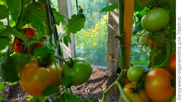 Снова Оля F1. Кусты просто усыпаны плодами.