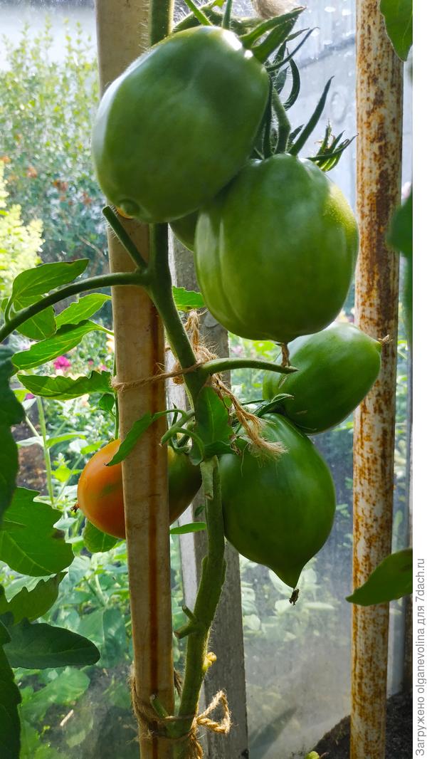 Раджа от Биотехника. Хороший сорт, урожайный и вкусный.