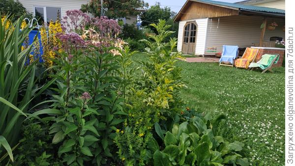 Посконник из Подмосковья на Урале прижился!