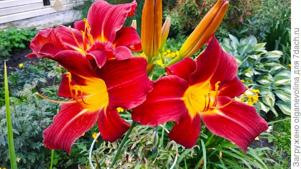 Лилейники в саду: 5 секретов роскошного цветения | Садовый уход и советы