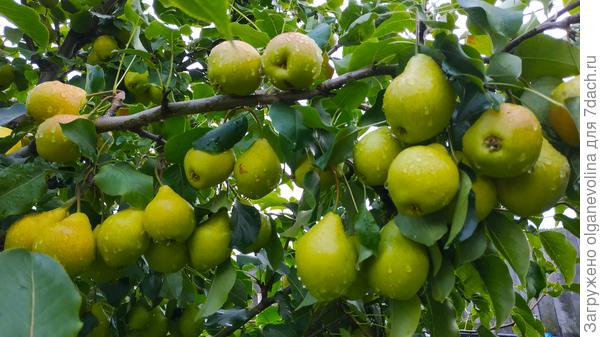 Груши уродилось очень много