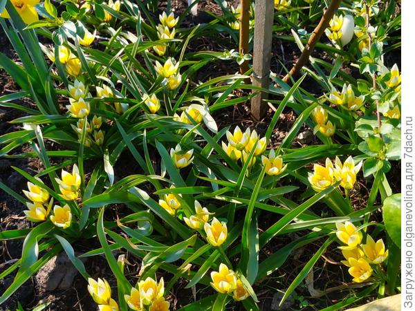 Урумийские тюльпаны весной этого года. Разрослись большой куртиной.