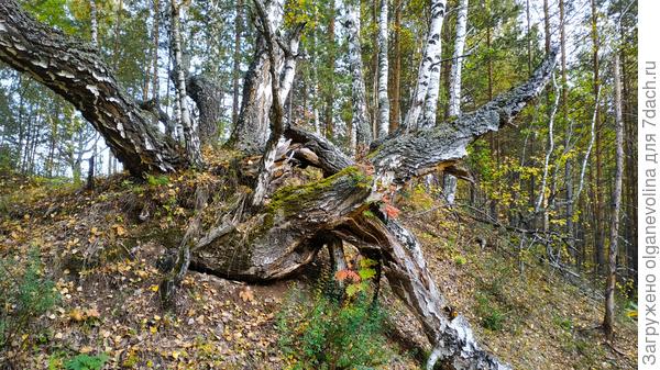 Такие вот березы вырастают на камнях!