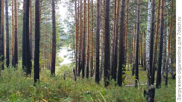 Мы на скале, поросшей сосняком. Между деревьев просвет-это река Ирбитка внизу.