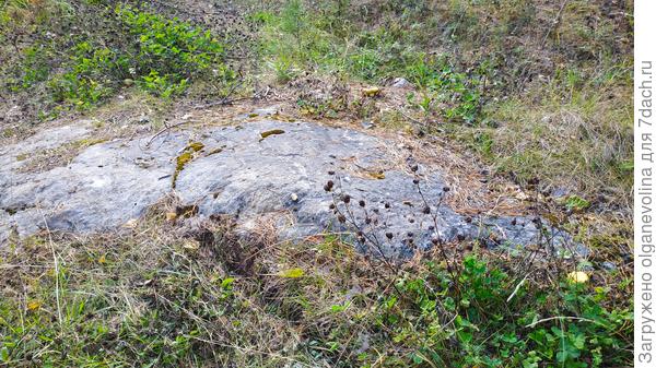 Гранитный лоб. На таких камнях лес и растет.