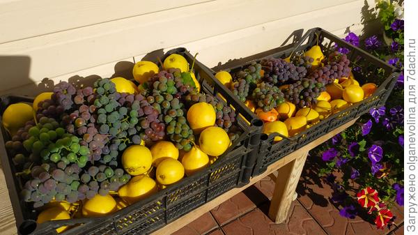 Угощайтесь, девочки, нашим уральским виноградом и грушами! Кисленькоооооооо!!!