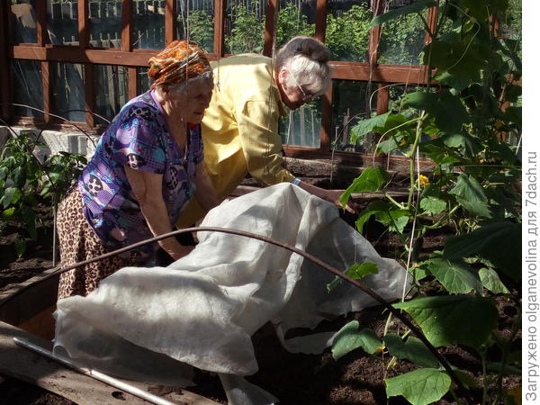 Пытаемся решить огуречные проблемы.