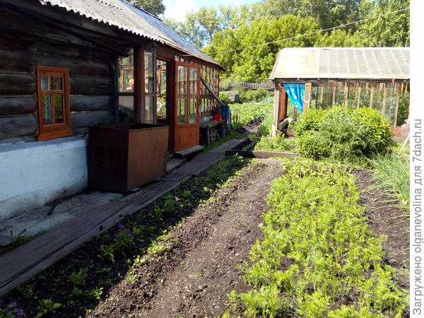 Мамин огород в начале лета.
