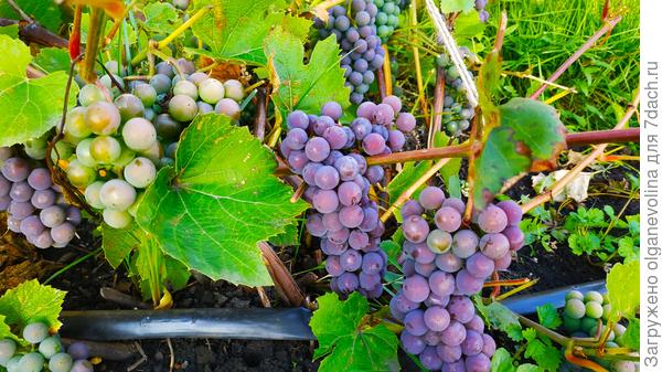 Мой виноград.