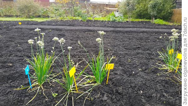 Цветет лучок "китайский чесночок"! На грядке с желтым маячком чеснок озимый посеяла.