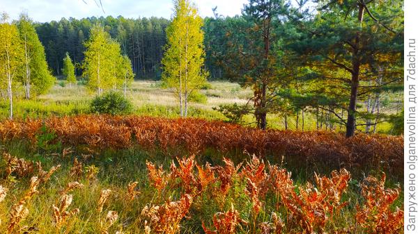 Наш лес осенью.