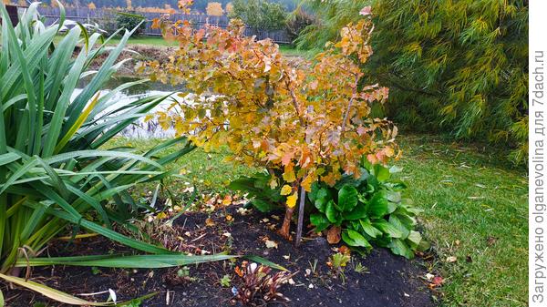 Бузина кроваво-красная красиво зарумянилась.