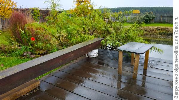 Идет дождь, но тепло. Нечаянно зацвел кустик мака!