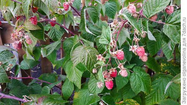 Спеет ремонтантная малина. Не очень сладкая, но так хочется лето задержать!