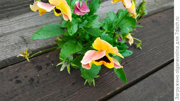 Кустик виол приткнулся к теплице. Живучий!