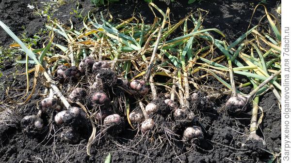 Копала чеснок 5 августа.