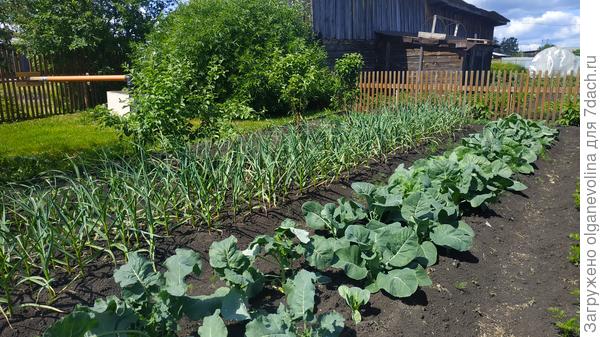 Грядка с чесноком в конце июня. В этом году посадила чеснок на грядку, где росла капуста.