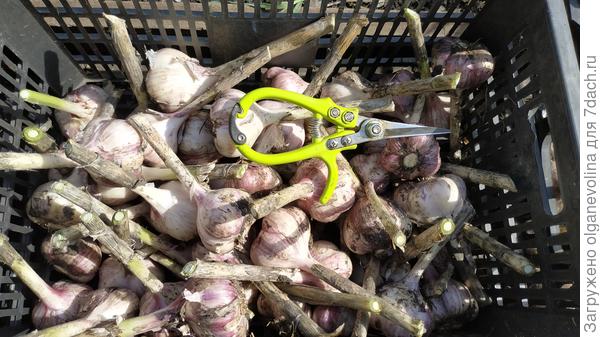 Ножницы садовые - самый удобный инструмент для обрезки чеснока.