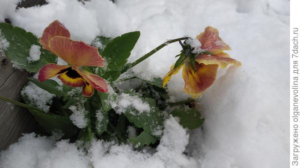 Бесстрашные анютки!