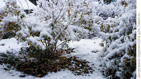 Форзиция и дерен лист не сбросили, не успели. Сегодня кусты развалились под тяжестью снега.