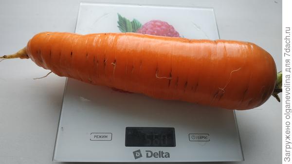 Самсончик 560 г, на овощную икру выбирала покрупнее.