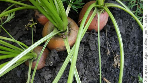 Вот такая морковка выросла к середине сентября.