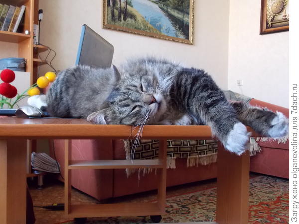 Марсик  любил спать под теплым бочком ноутбука