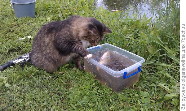 Марсик рыбу делить на троих собрался