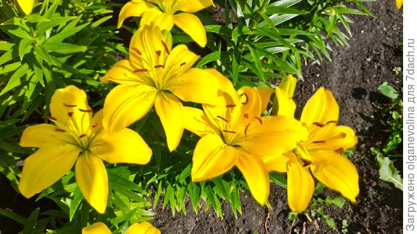 В каждом цветке - солнышко!