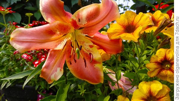 Летнее тепло для Марины!