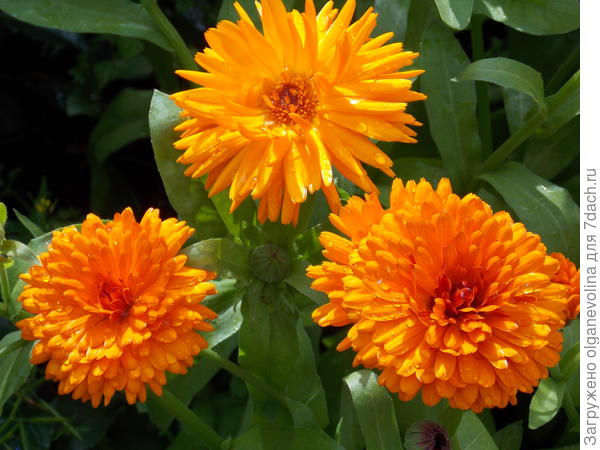 С Днем рождения!