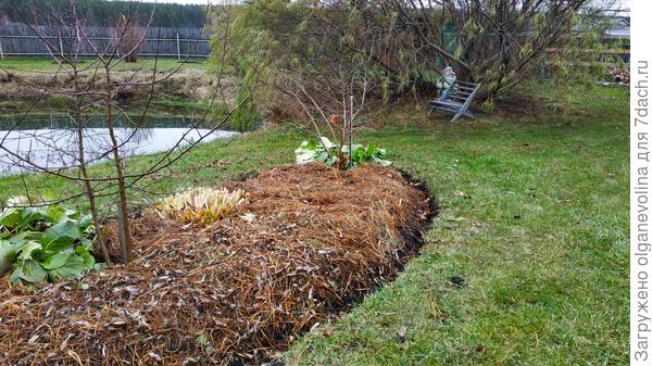 Клумба приготовлена к зиме. Канавки каждую осень чищу и равняю края.
