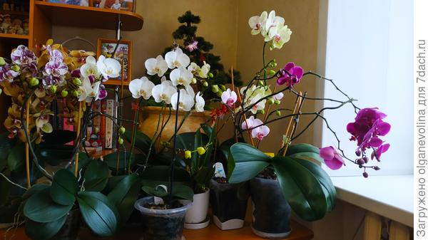 Мои красавишны!