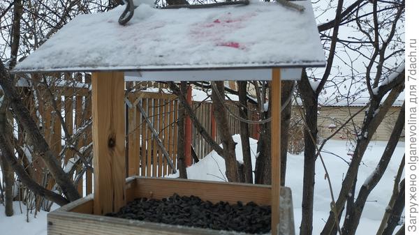 Угощение для птиц