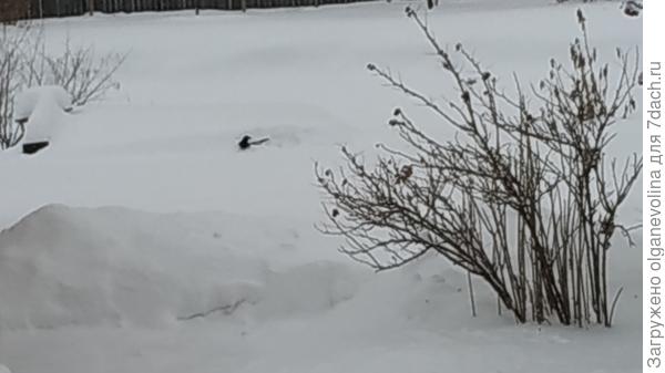 Сорока в снегу купается