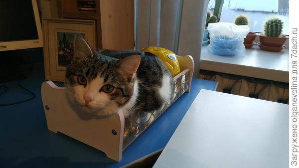 Кроватку для кота не хотите изготовить? Проконсультируем!