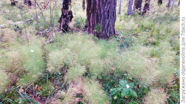 Пушистая трава - хвощ?