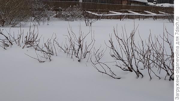 Смородина до середины кустов засыпана.