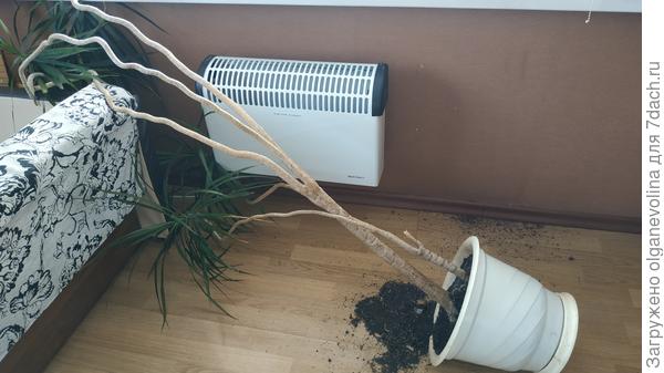 Качался на драцене, до макушки не добрался, упал.