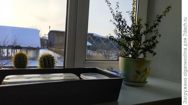 В ящичке тепличка с эустомами и контейнер с земляникой. Мирт в новом горшке, рядом горшочек с отрощенным черенком мирта.