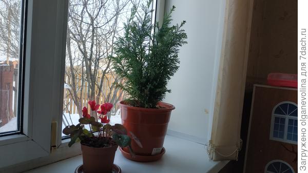 Цикламены зацветают, кипарисовик в новеньком горшке.