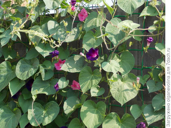 Сетка для ипомеи. Прячу забор.