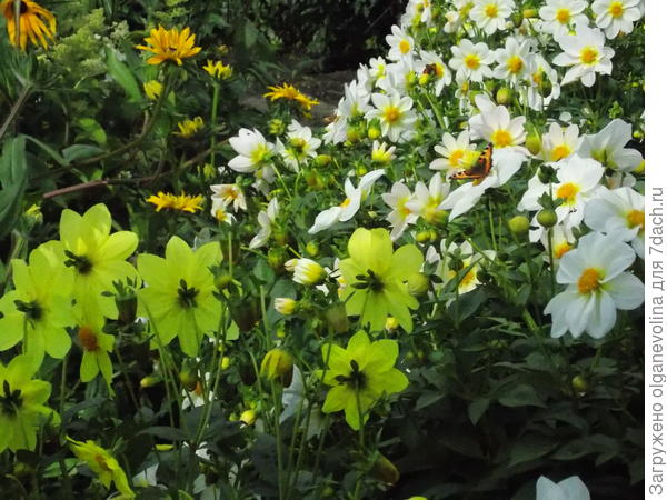 Вот эти Линда (белый) и  Рапунцель (желтый) росли большой поляной.