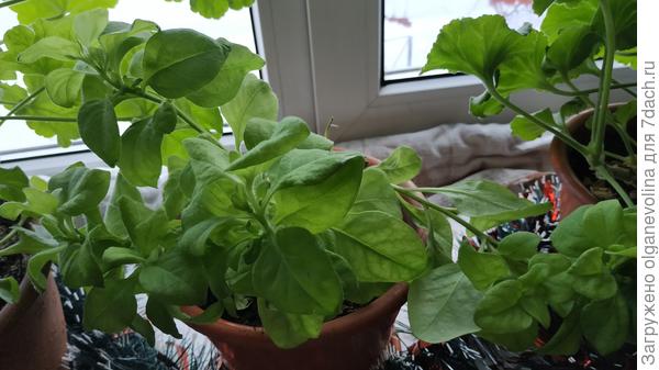 А это январь. Я большие побеги на черенки обрезала. Но они все погибли.